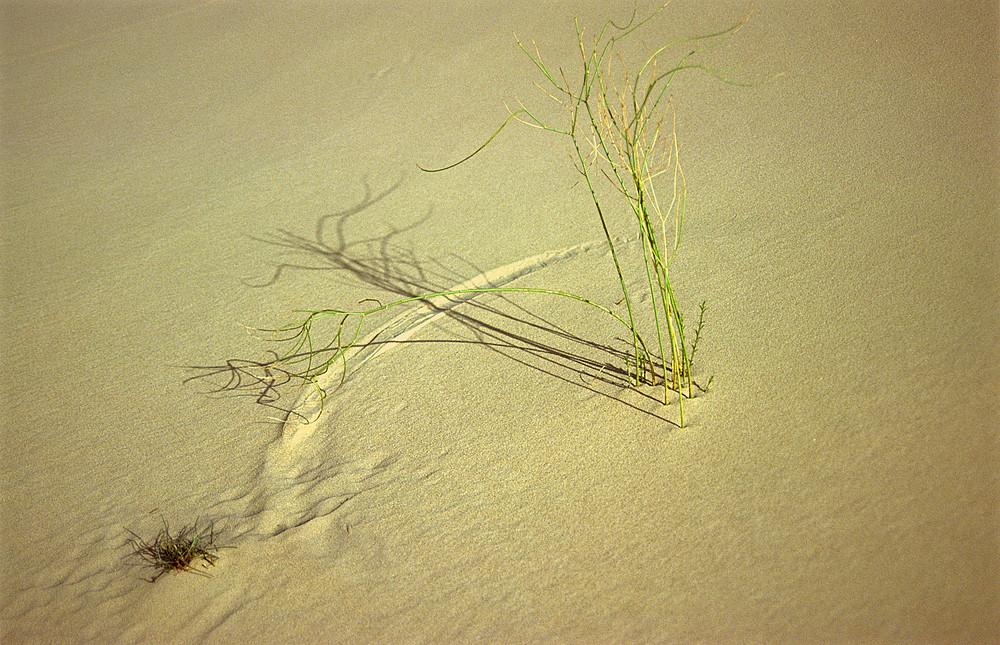 ALGERIEN Wind und Halme zeichnen in den Sand