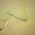 ALGERIEN Wind und Halme zeichnen in den Sand