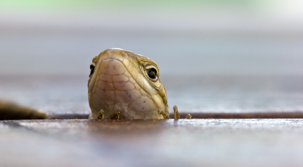 Algerischer Sandläufer?