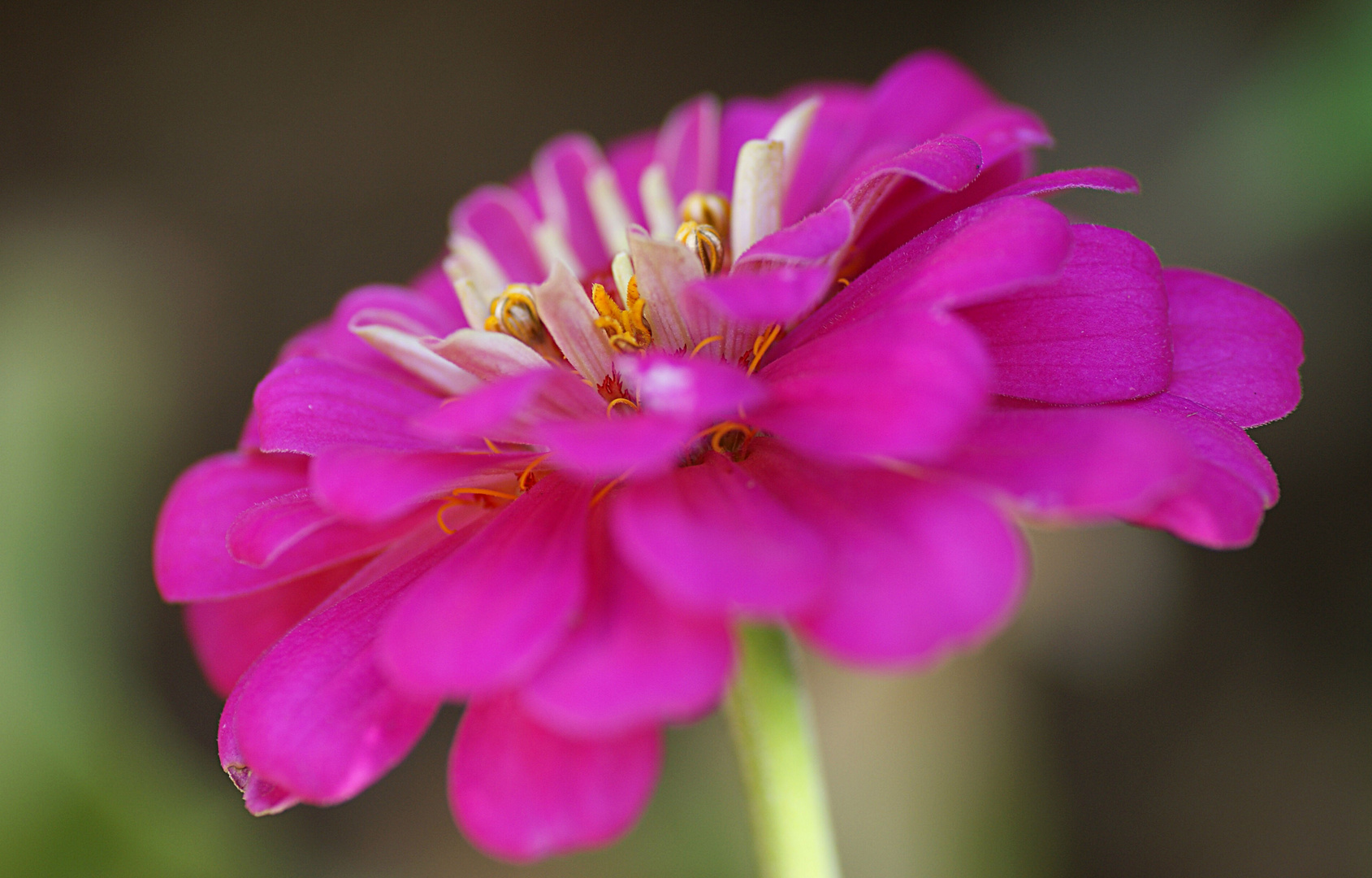 Algo rosa