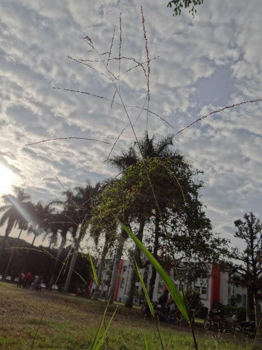 Algodones en el Cielo