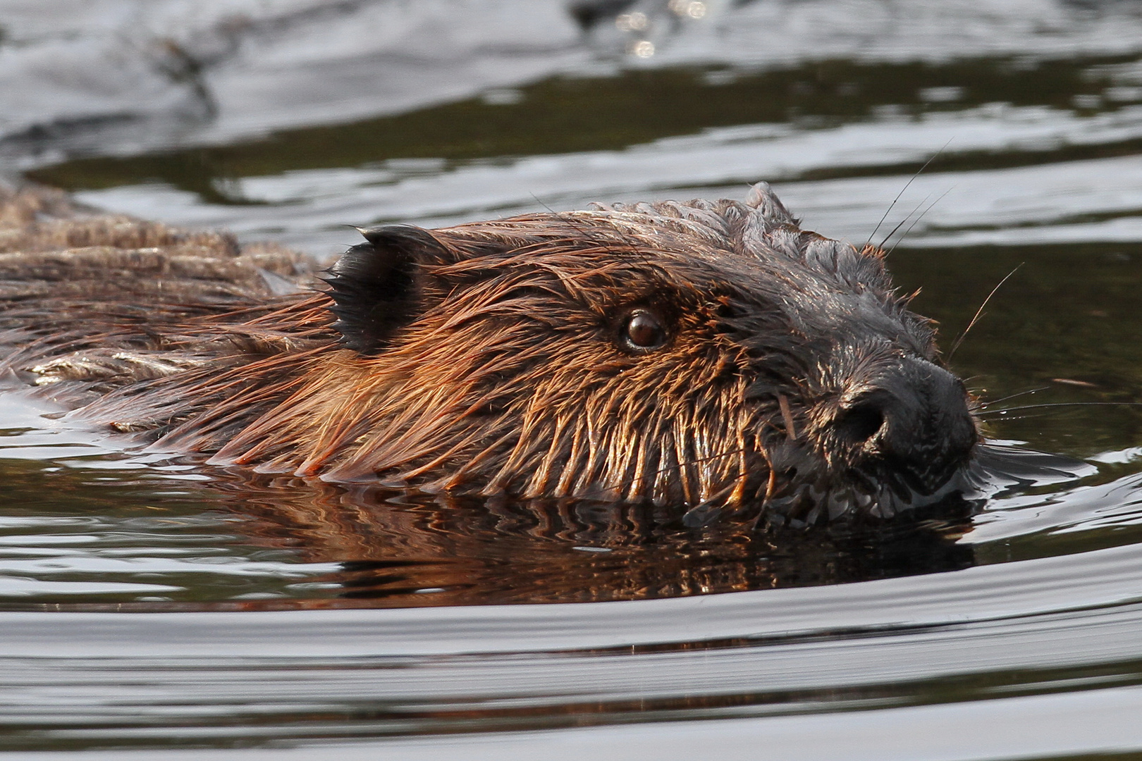 Algonquin beaver encounter