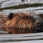 Algonquin beaver encounter