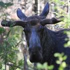 Algonquin Moose Mania