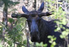 Algonquin Moose Mania