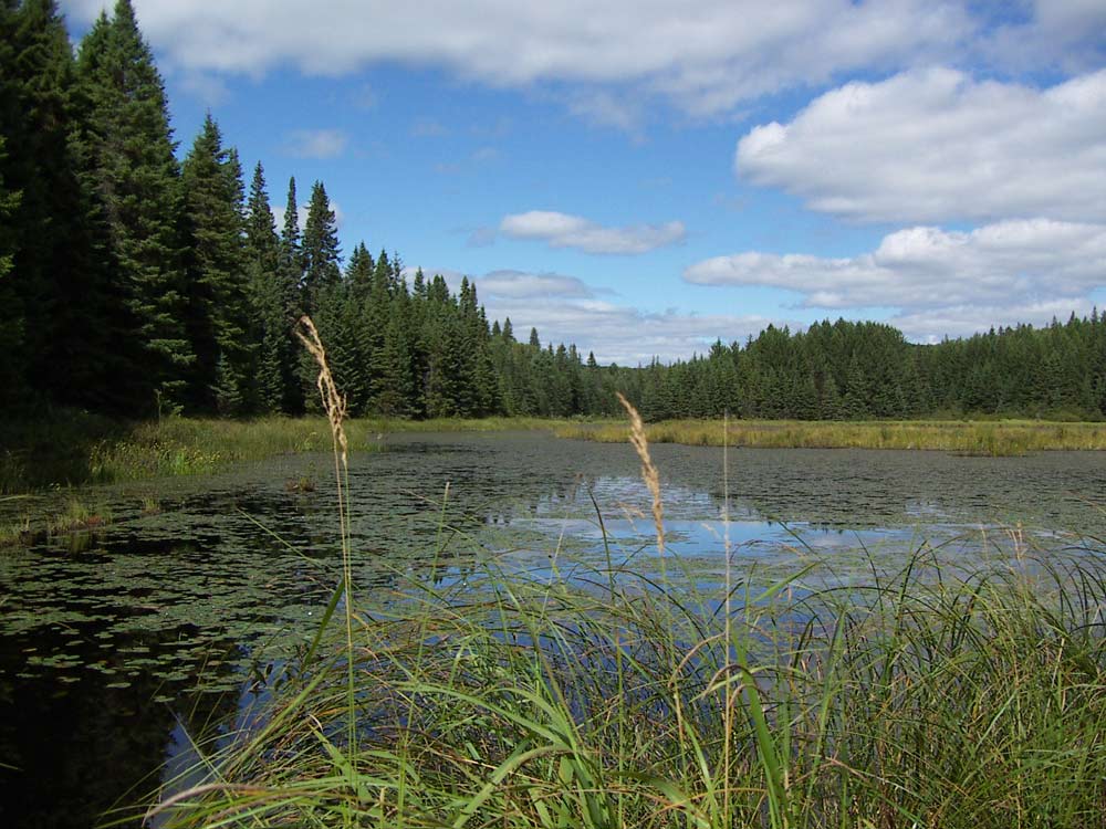 Algonquin Park - Ein flacher See mit Wald umrandet