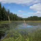 Algonquin Park - Ein flacher See mit Wald umrandet