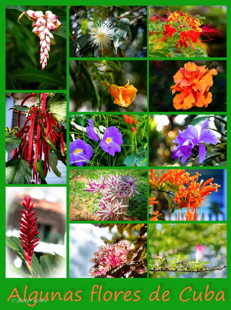 Algunas flores de Cuba - Poster