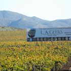 ALGUNOS VIÑEDOS DE LA CHETOS EN ENSENADA, B.CFA. MEX