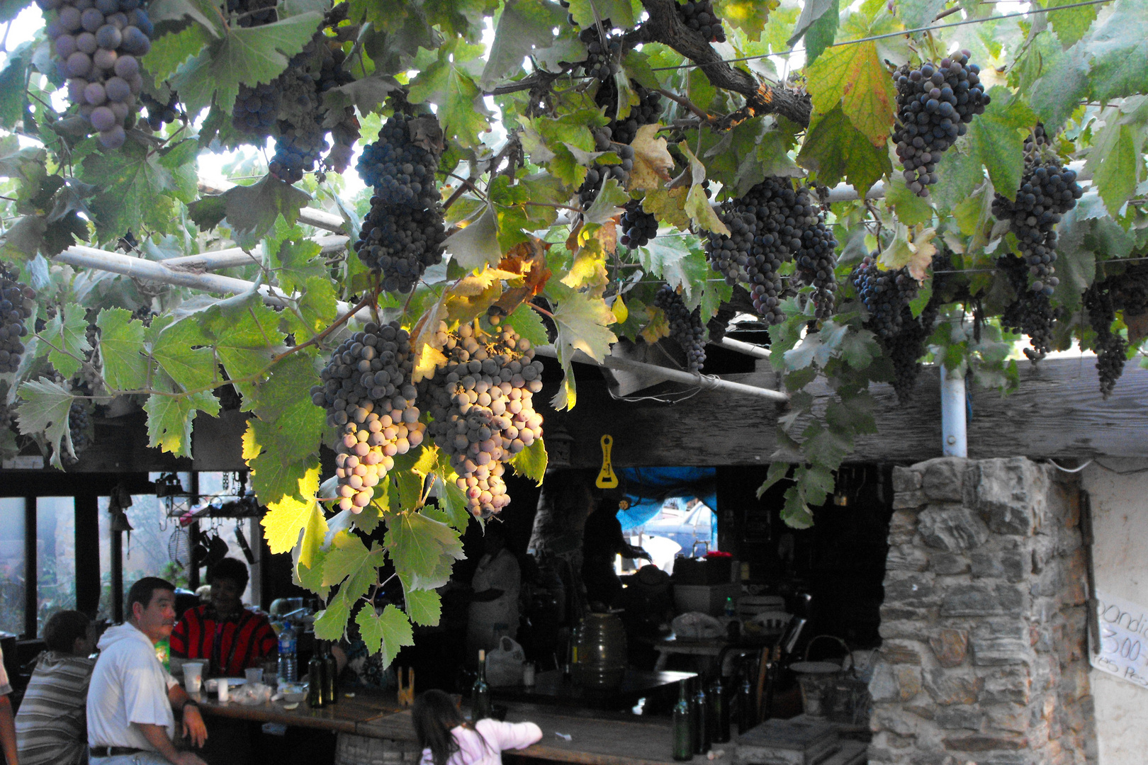 ALGUNOS VIÑEDOS DE LA CHETOS EN ENSENADA, B.CFA. MEX