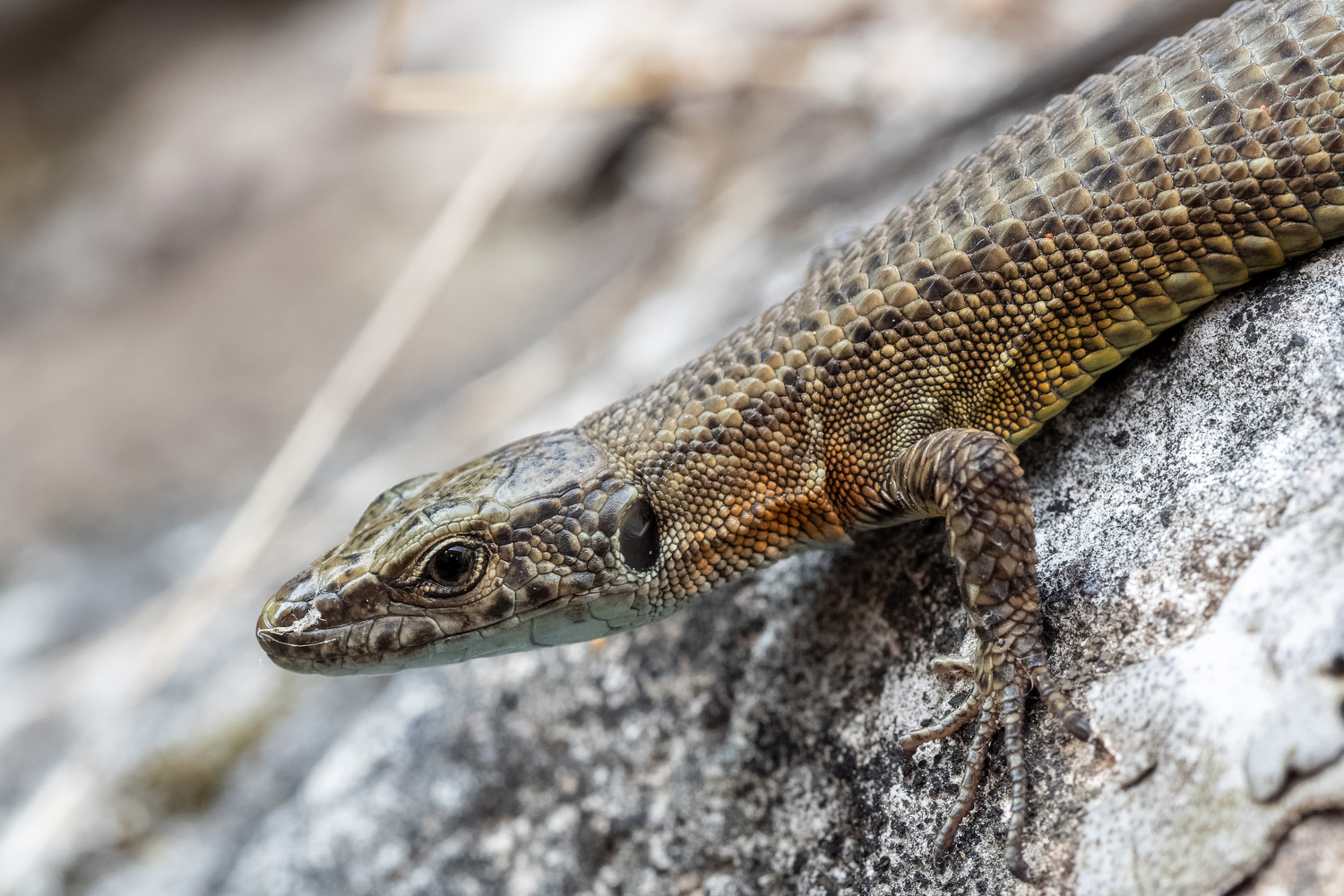 Algyroides nigropunctatus