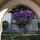 Alhambra, Granada, Blütenpracht im Palast