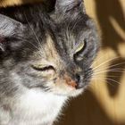 User Profile Photo
