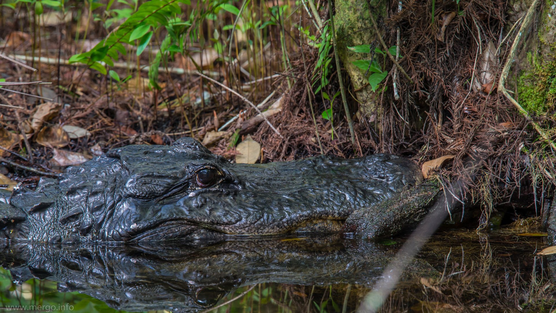 Ali the Gator