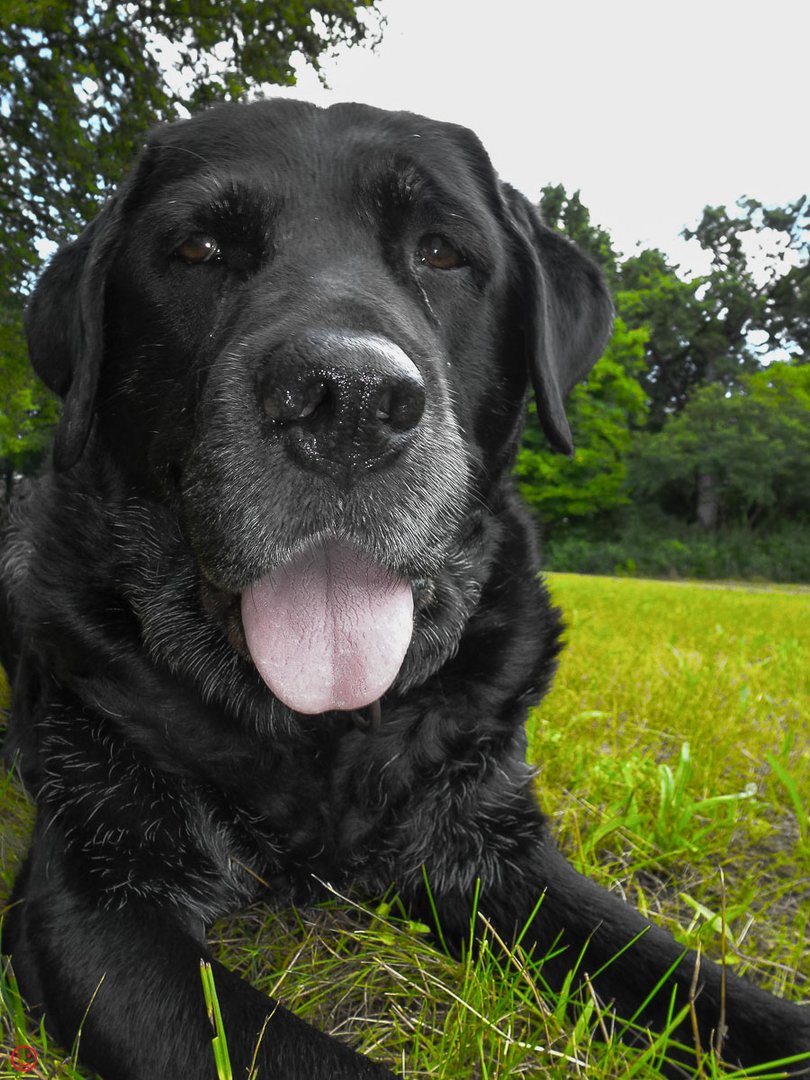 Alia, der Wunderhund