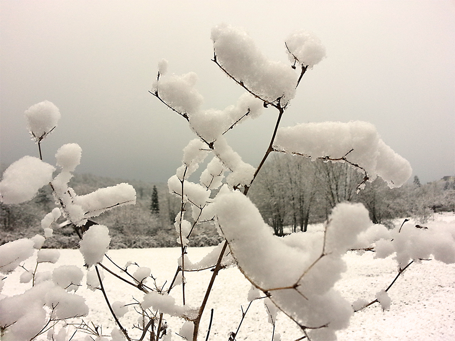 ...Alibifoto für´s Mittwochsblümle unterm schönen weißen Schnee...