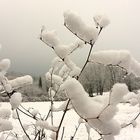 ...Alibifoto für´s Mittwochsblümle unterm schönen weißen Schnee...