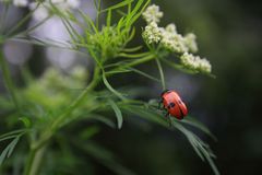 Alibimarienkäfer?