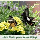 Alice hat Geburtstag