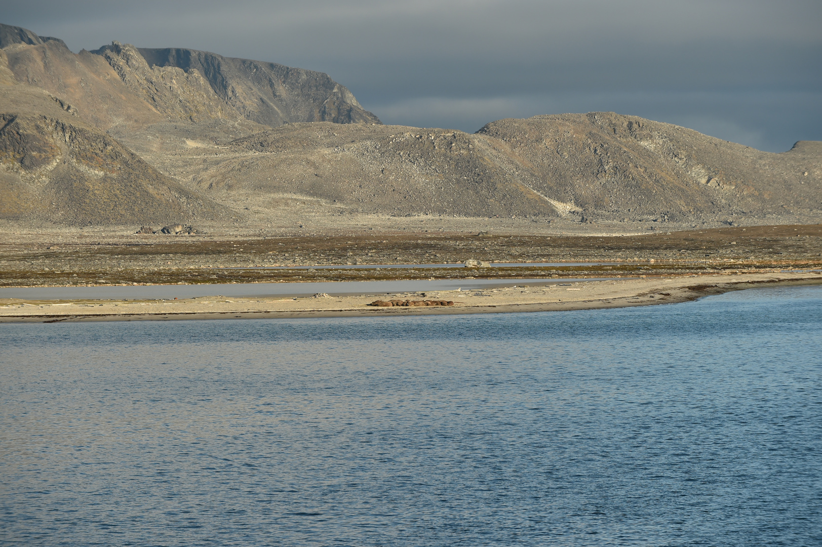 Alicehamna, Brucenest , Smeerenburg, Spitzbergen  2022DSC_6442