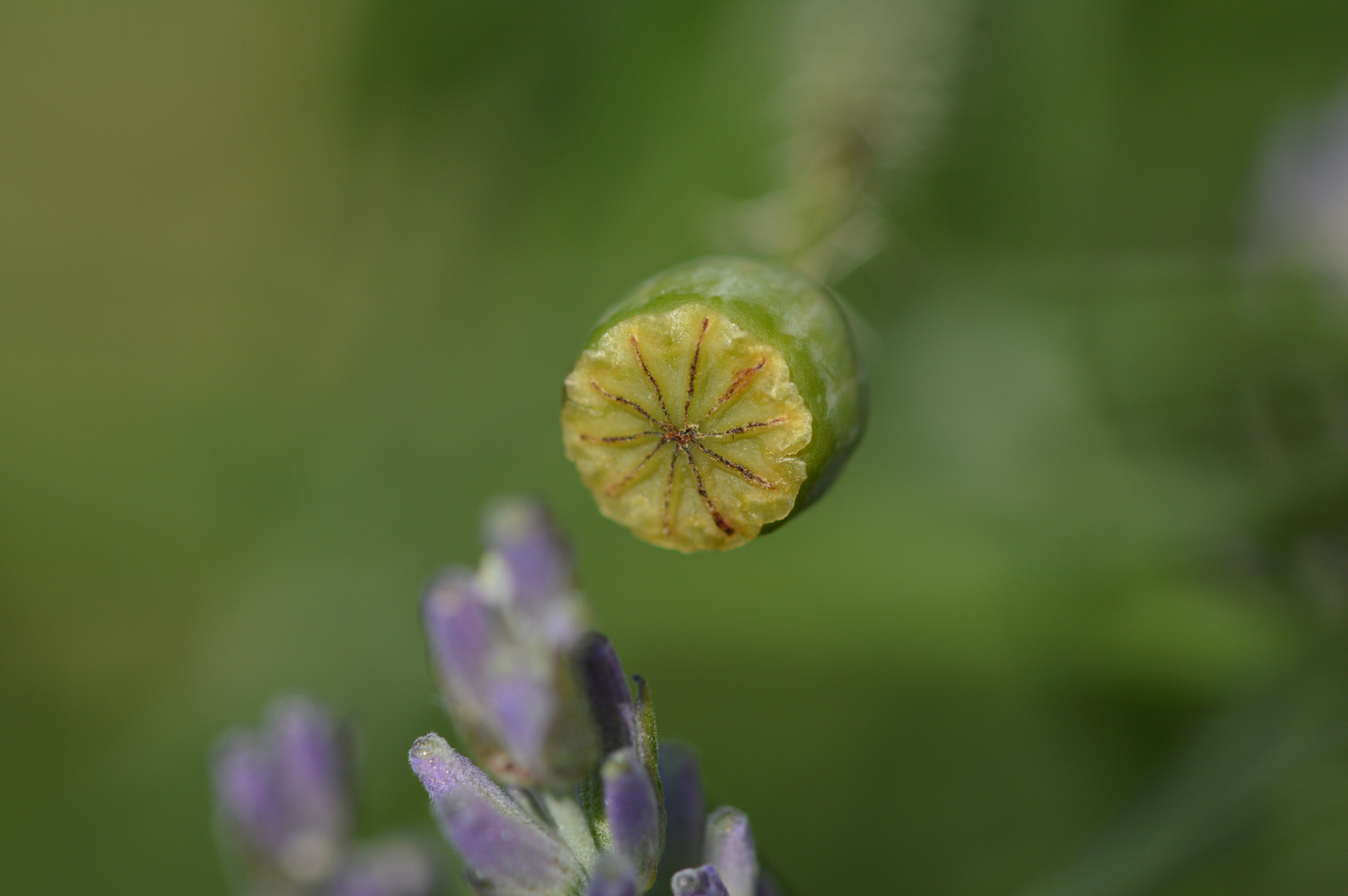 alien approaching lavender