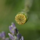 alien approaching lavender