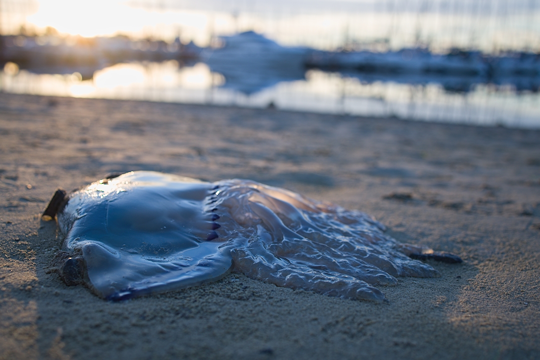 Alien at the beach