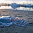 Alien at the beach