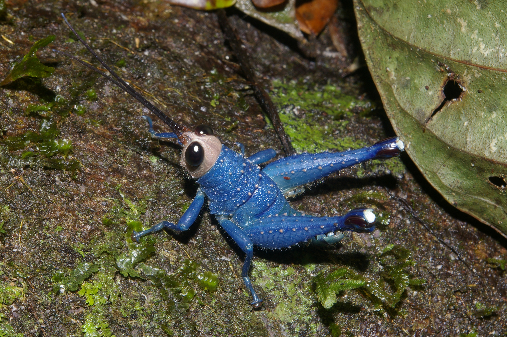 Alien aus Nancy, Panama