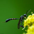 Alien bei mir im Garten