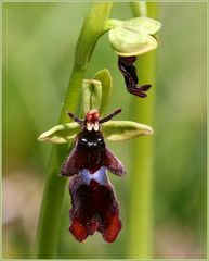 "Alien"-Blüte des Fliegen-Ragwurz (Ophrys insectifera)