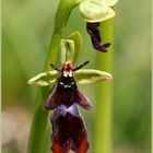 "Alien"-Blüte des Fliegen-Ragwurz (Ophrys insectifera)