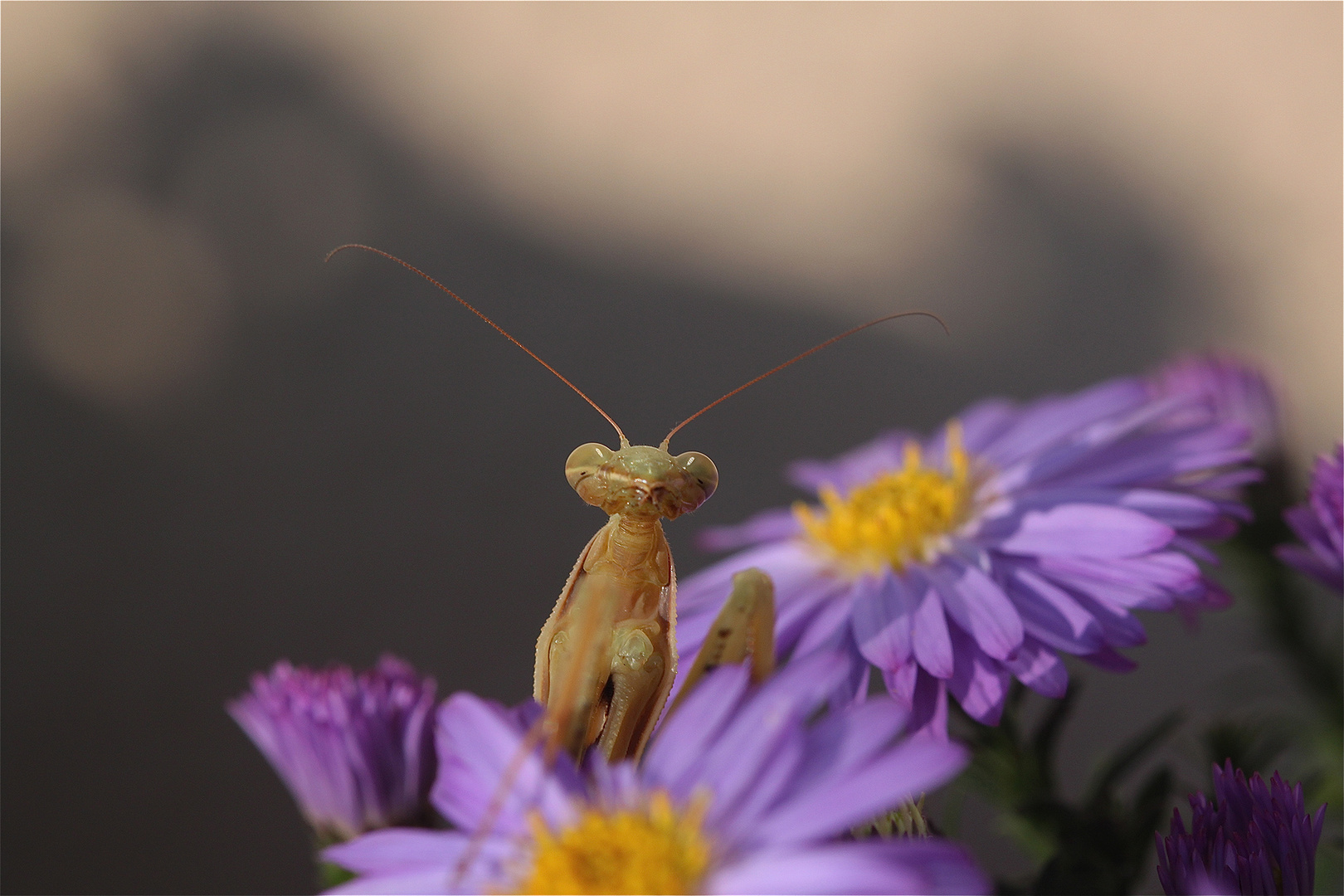 Alien de aster