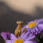 Alien de aster