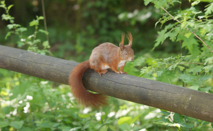 Alien-Eichhörnchen???