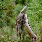 Alien / Harz-Mountains