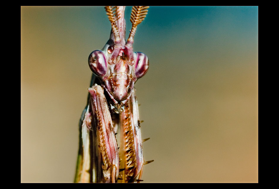 Alien II (Empusa prunata, Fangschrecke), Plage d'Arone, Korsika