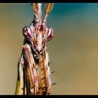 Alien II (Empusa prunata, Fangschrecke), Plage d'Arone, Korsika