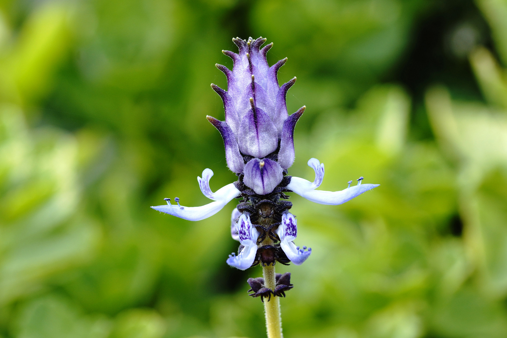 Alien im Garten gelandet ???