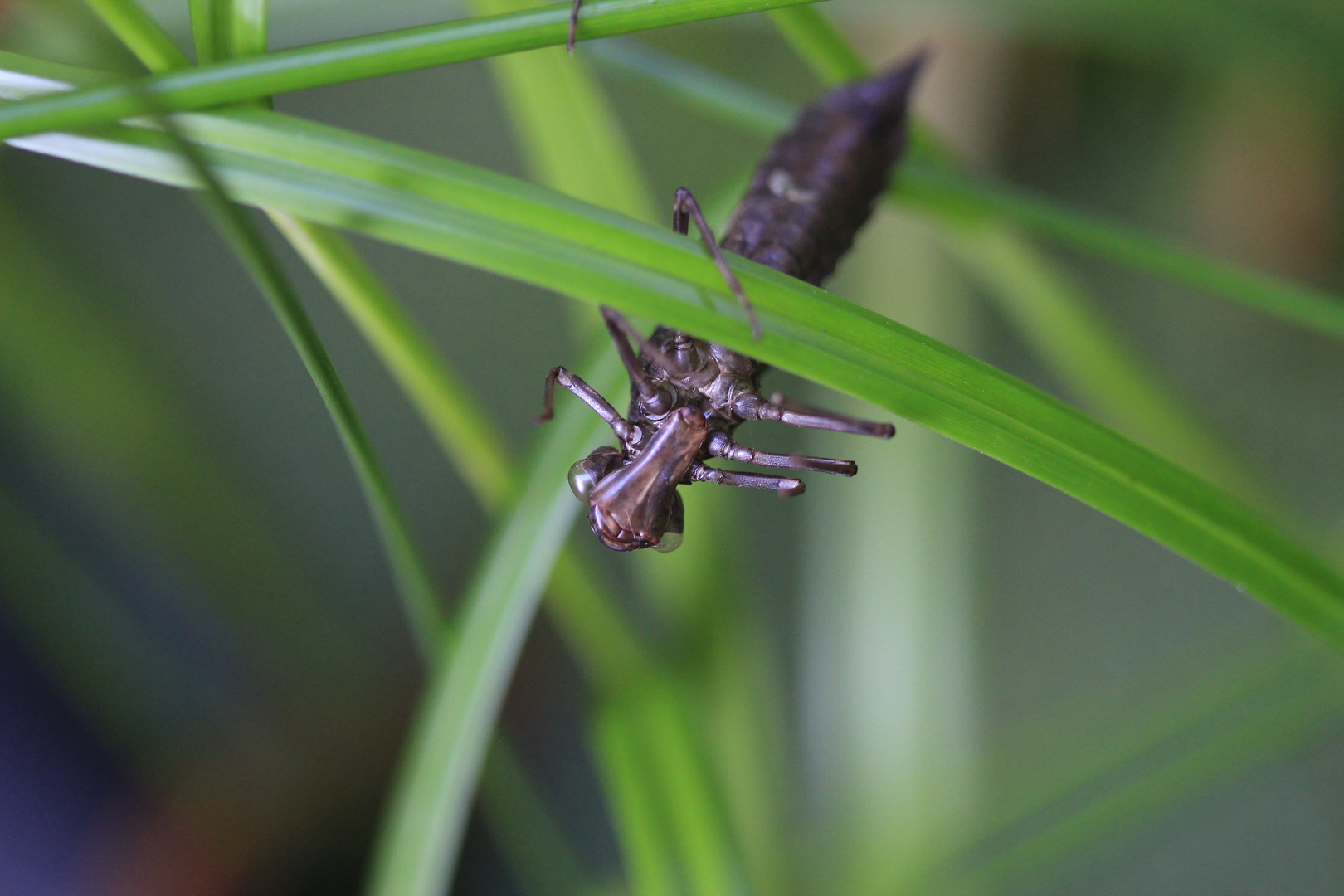 Alien im Gartenteich...