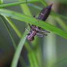 Alien im Gartenteich...