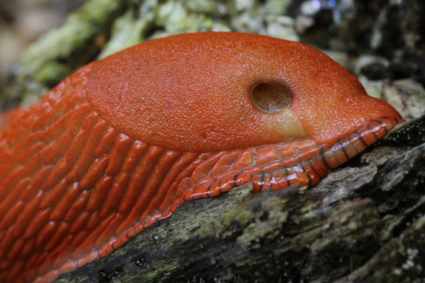 Alien im Wald