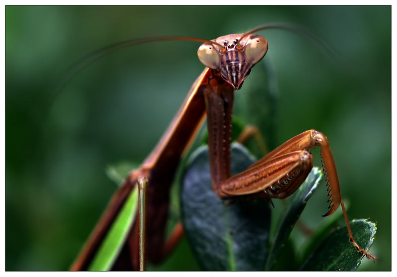 "Alien In My Garden"