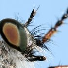 Alien insect