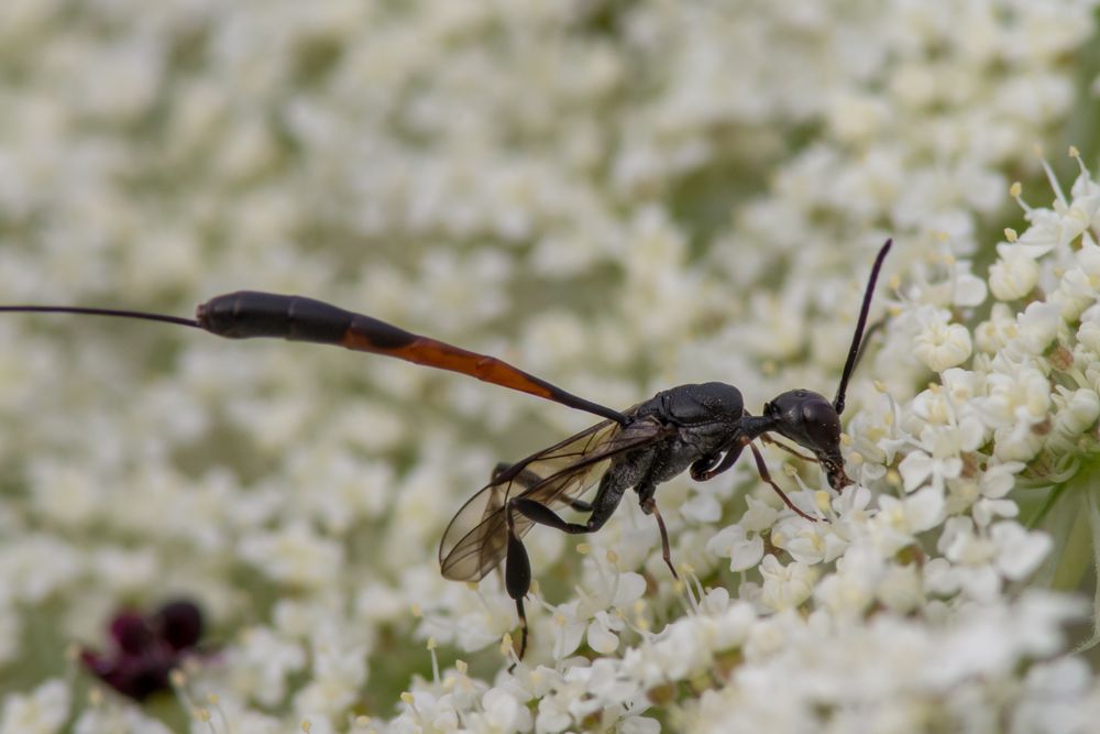 Alien Lunch, Schlupfwespe