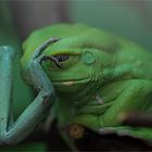 Alien meets frog - Alien trifft Frosch