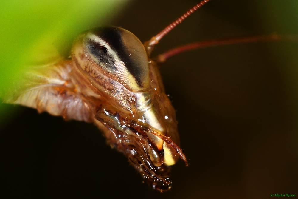 Alien-Monster der Wiese