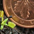 Alien nach der Geburt -dionaea muscipula-