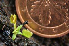 Alien nach der Geburt -dionaea muscipula-