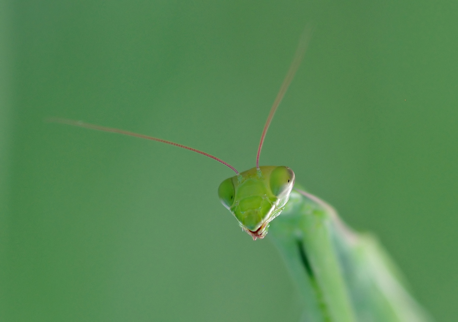 Alien ?    -    Nein,  eine Gottesanbeterin